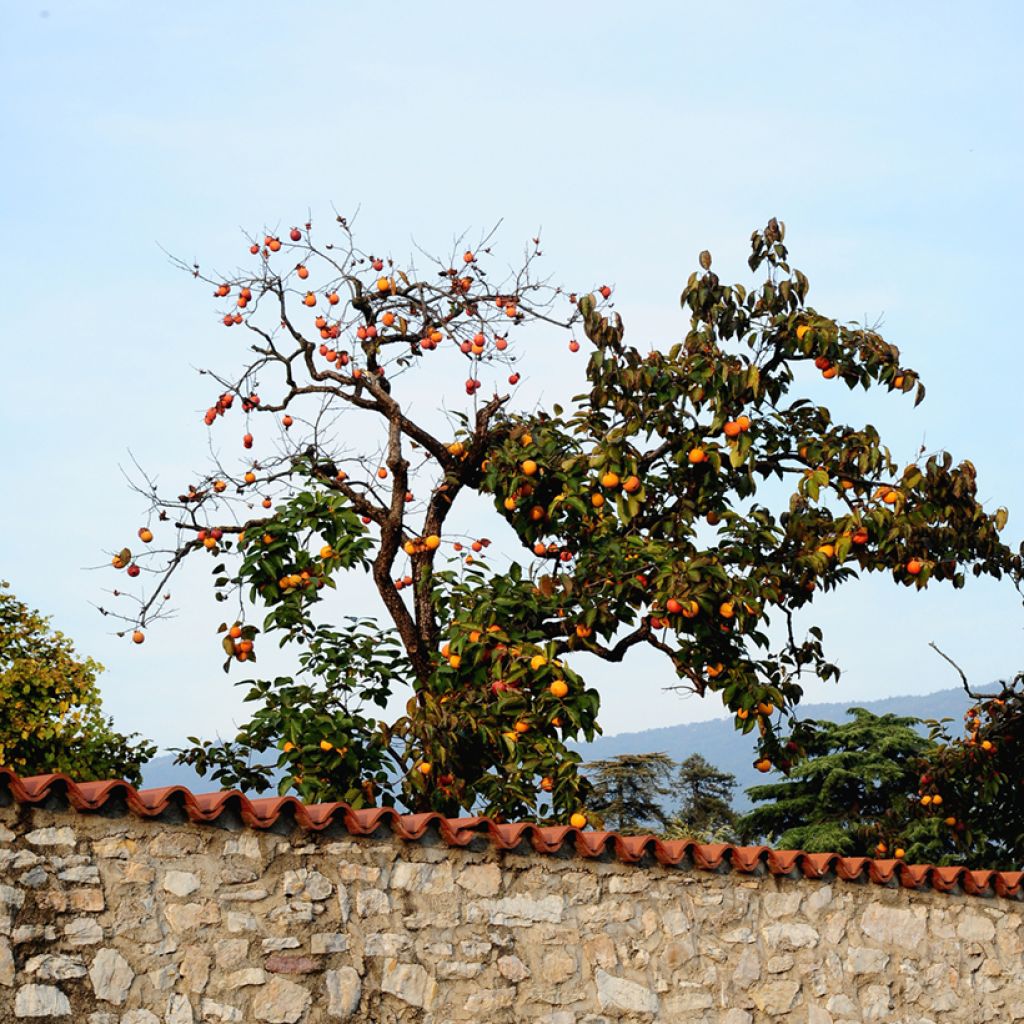 Diospyros kaki Ragno - Persimmon