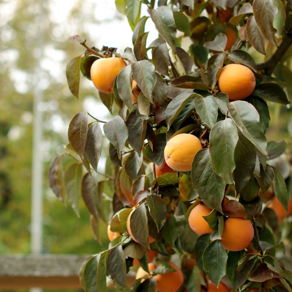 Diospyros kaki Ragno - Persimmon