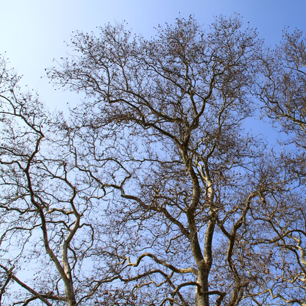 Platanus acerifolia - Platane commun, à feuilles d'érable