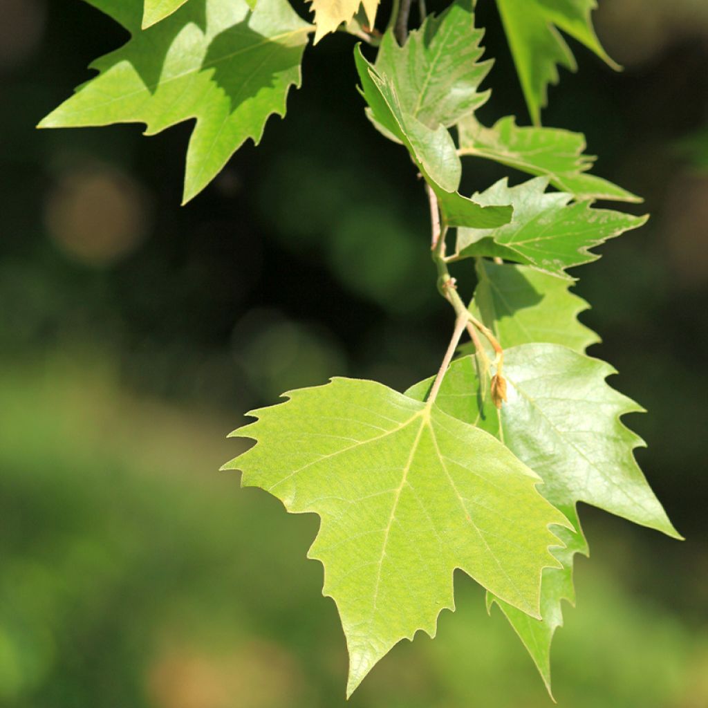 Platanus acerifolia - Platane commun, à feuilles d'érable