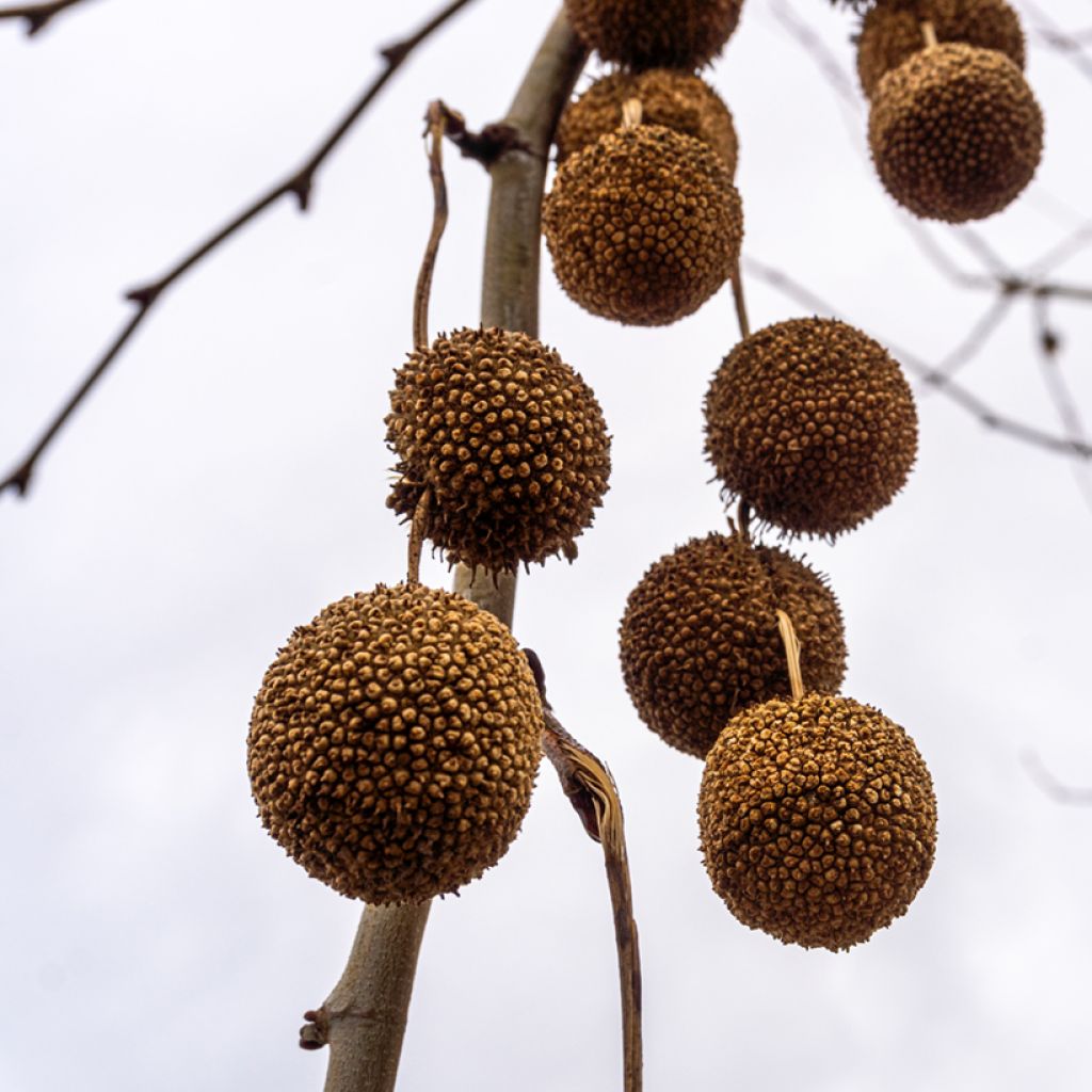 Platanus hispanica El Gordo - Platane 