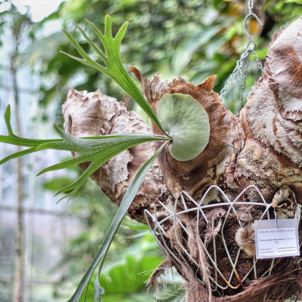 Platycerium bifurcatum - Staghorn fern