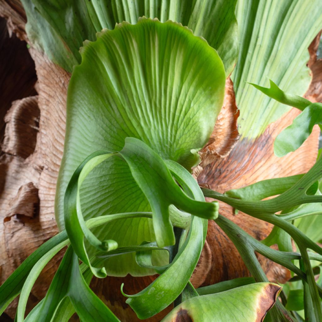 Platycerium bifurcatum - Staghorn fern