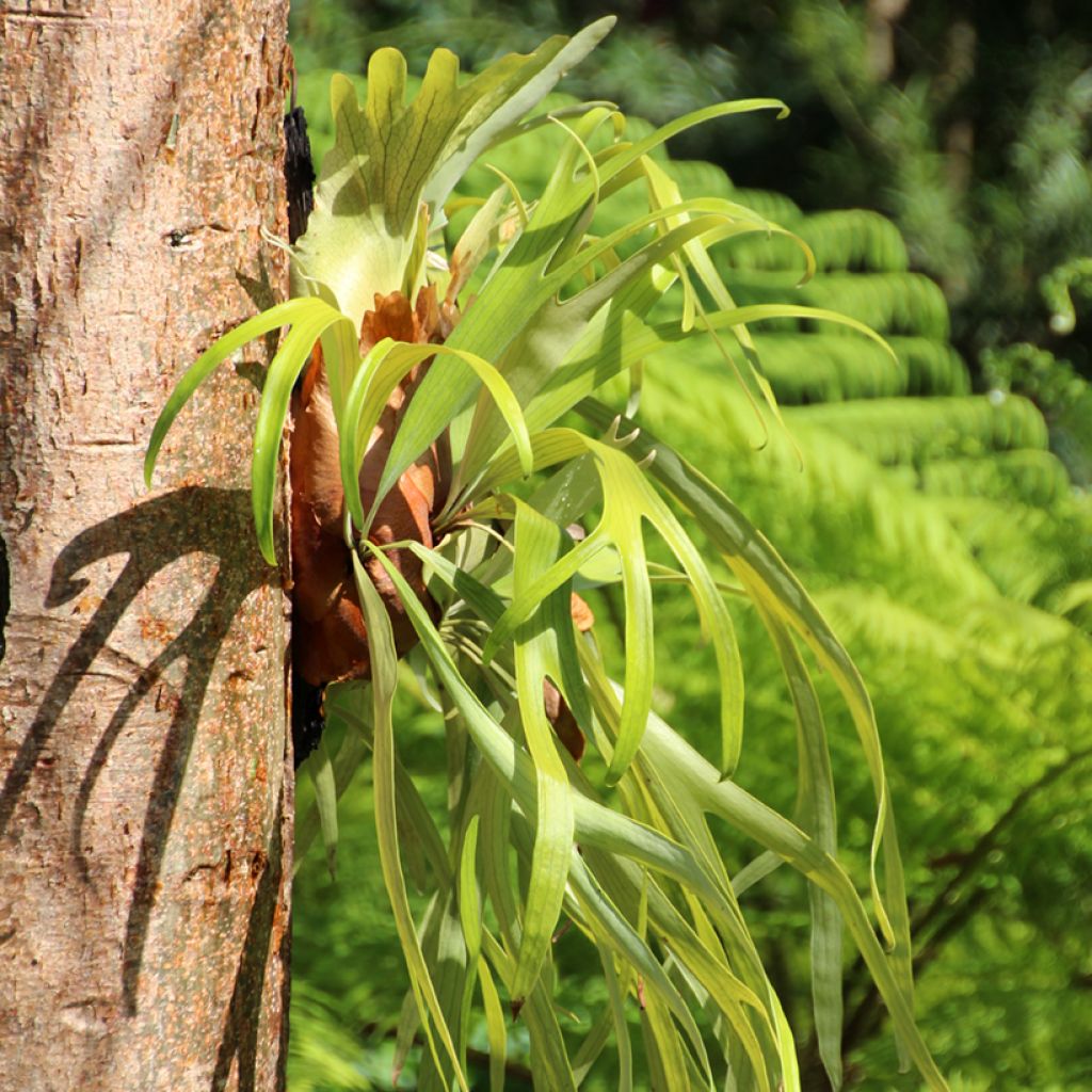 Platycerium bifurcatum - Staghorn fern