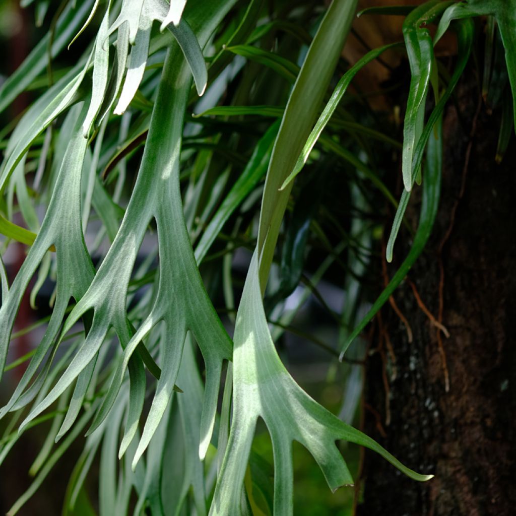 Platycerium bifurcatum - Staghorn fern