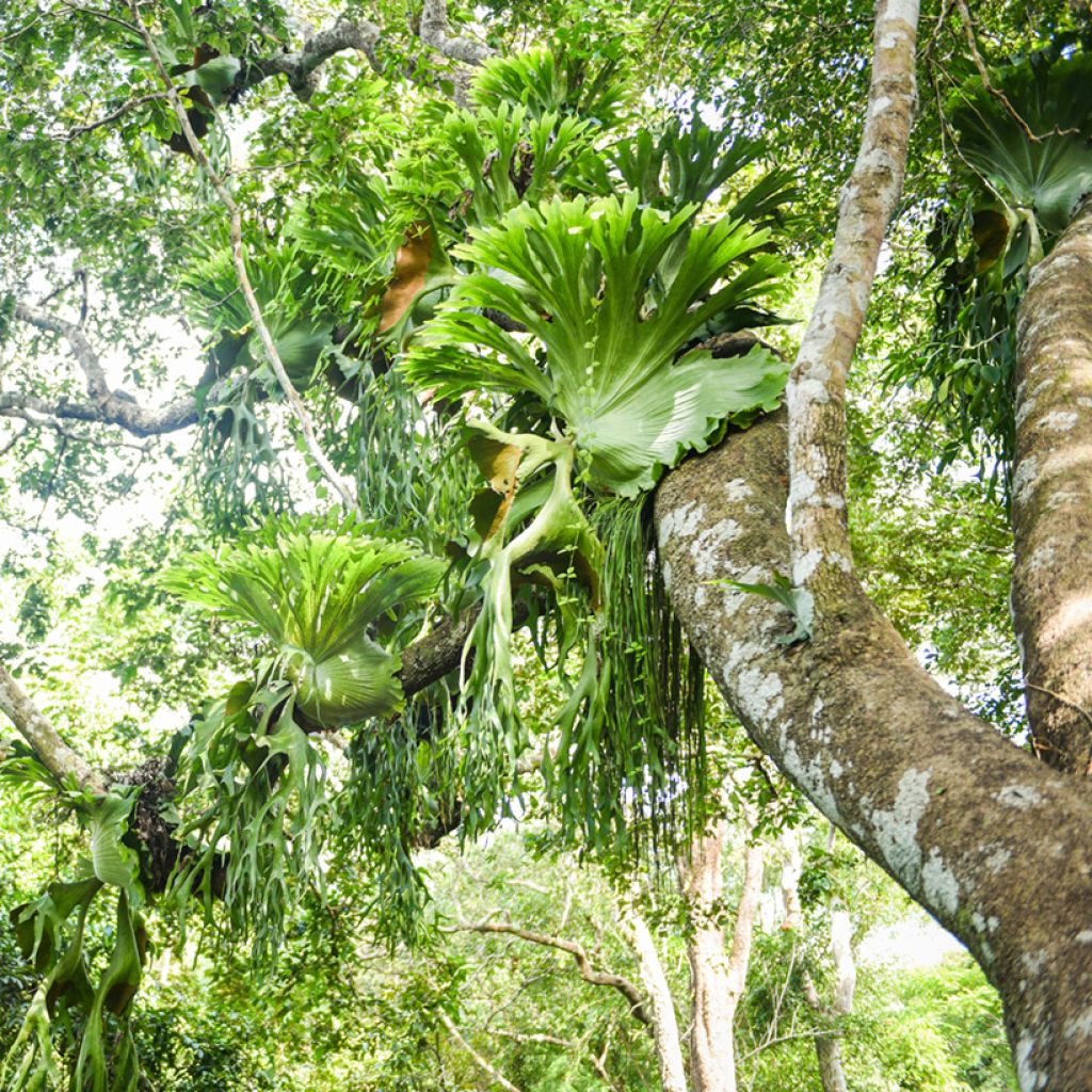Platycerium bifurcatum - Staghorn fern