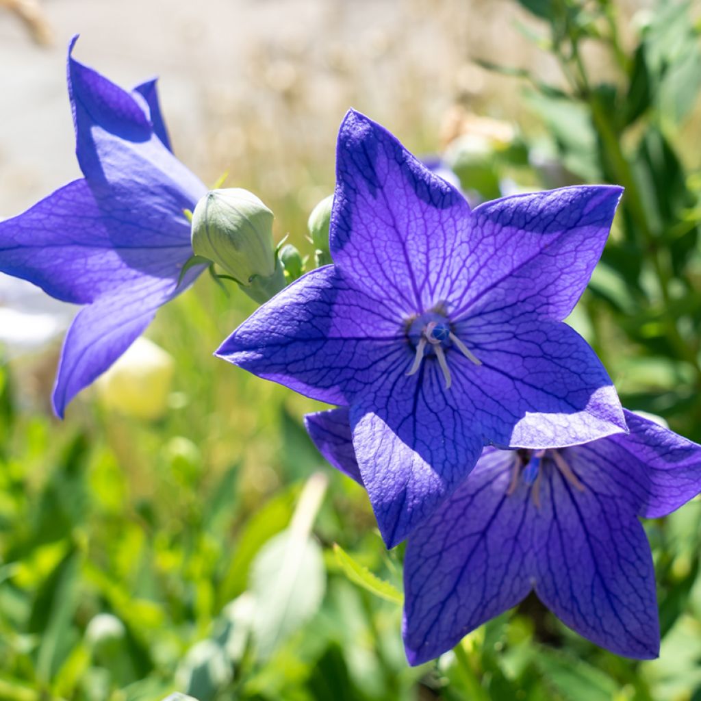 Platycodon grandiflorus Fuji Blue