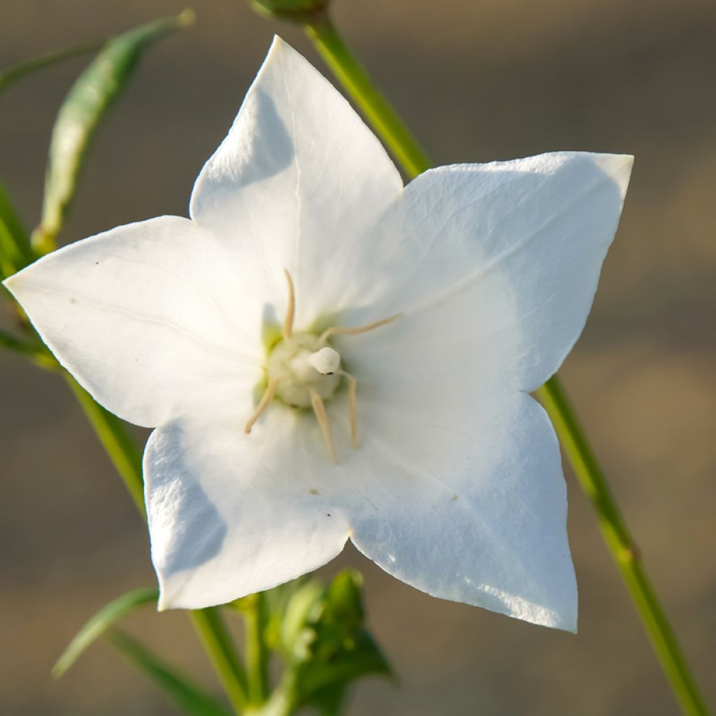 Platycodon grandiflorus Fuji White