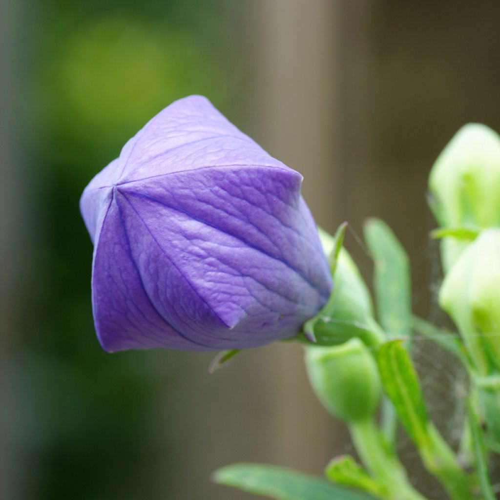 Platycodon grandiflorus Mariesii