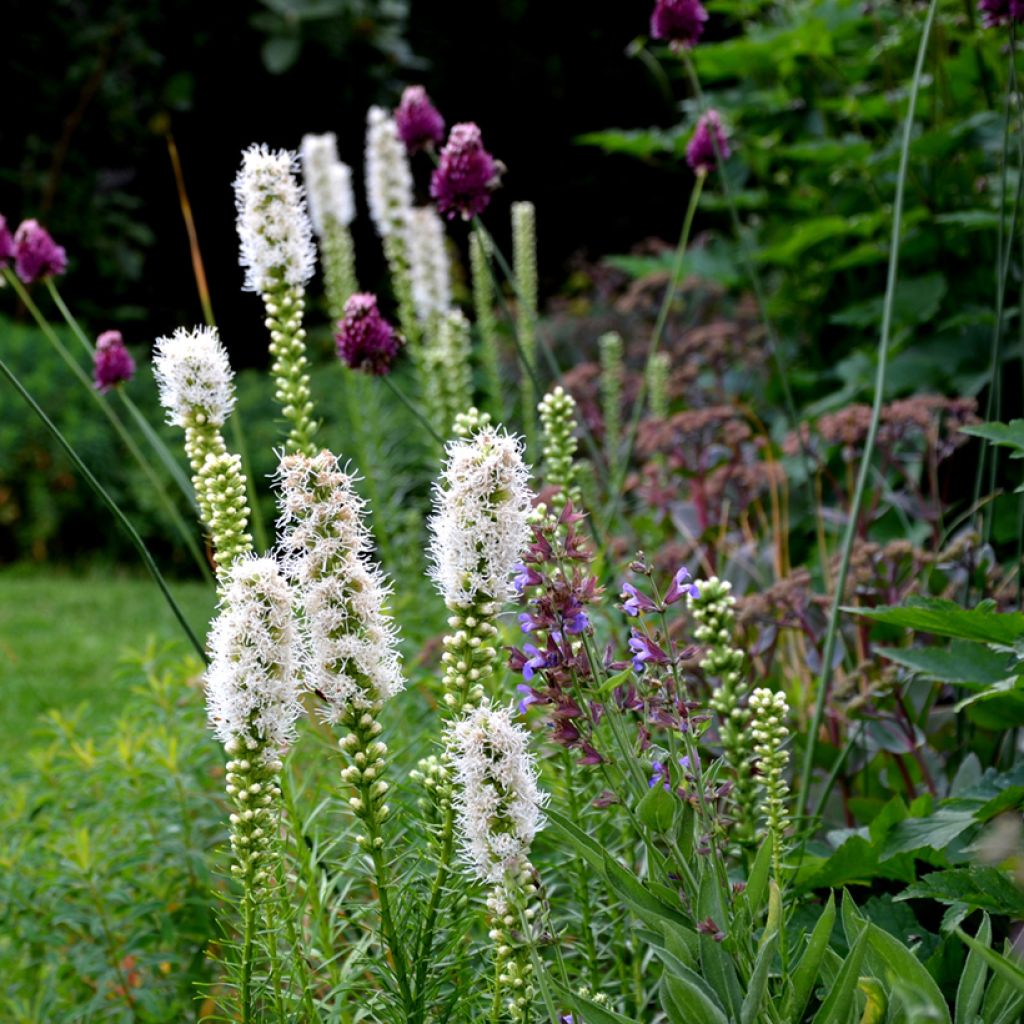 Liatris spicata Alba - Dense Blazing star