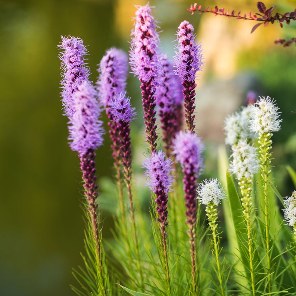 Liatris spicata Kobold - Dense Blazing star