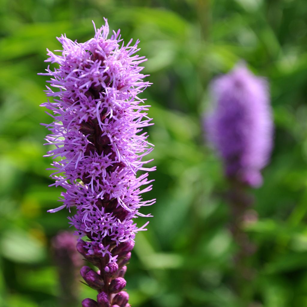 Liatris spicata Kobold - Dense Blazing star