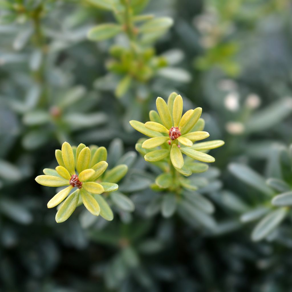 Podocarpus lawrencii Blue Gem