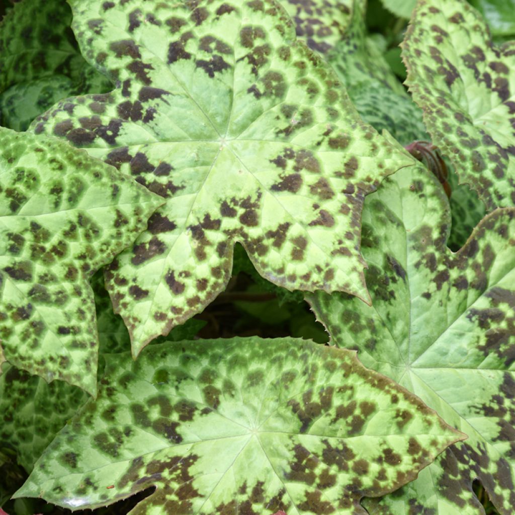 Podophyllum hexandrum