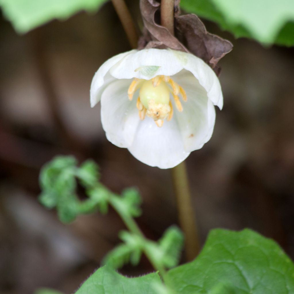 Podophyllum peltatum