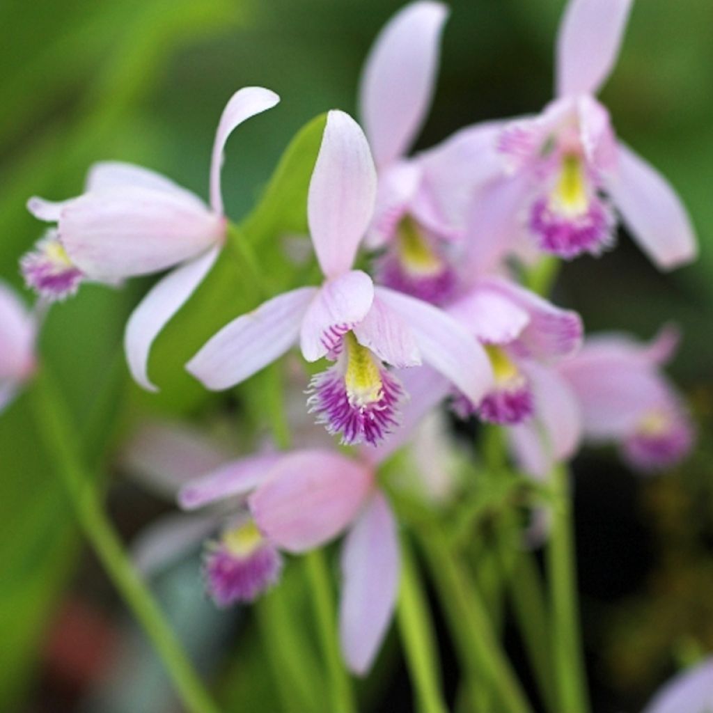 Pogonia ophioglossoides 