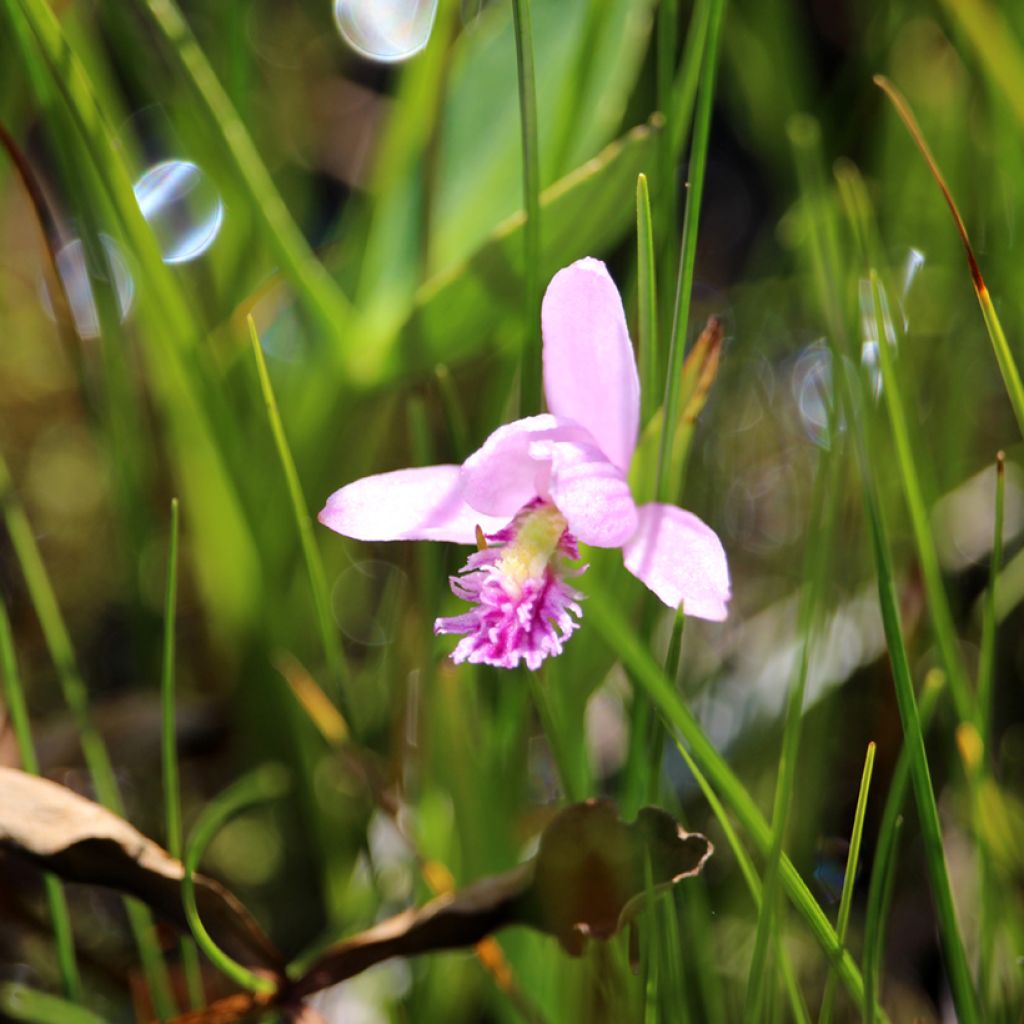 Pogonia ophioglossoides 