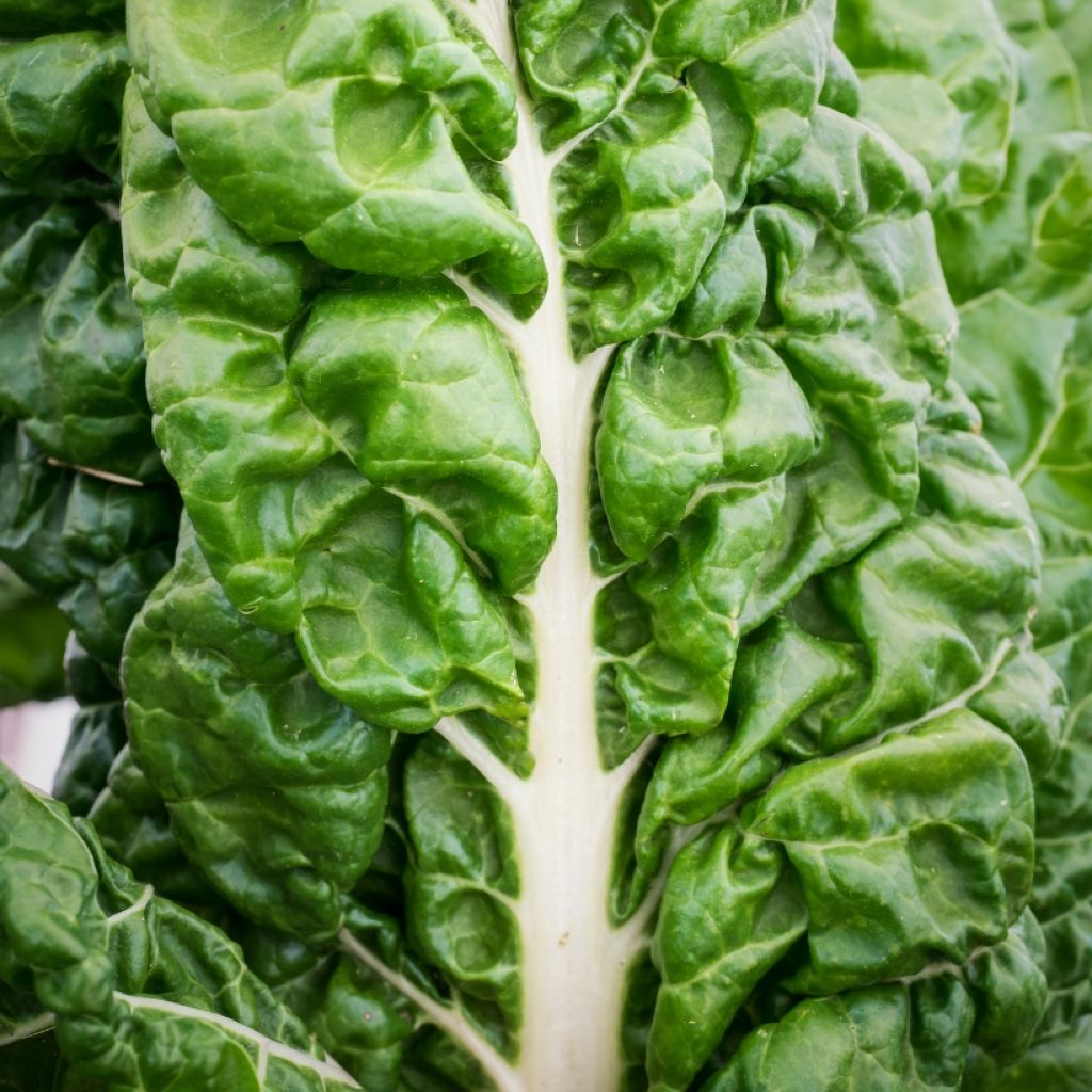 Green Chard with White Rib plants - Beta vulgaris