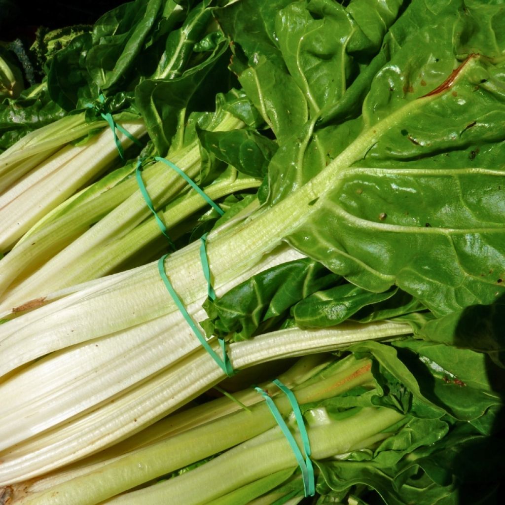 Green Chard with White Rib plants - Beta vulgaris
