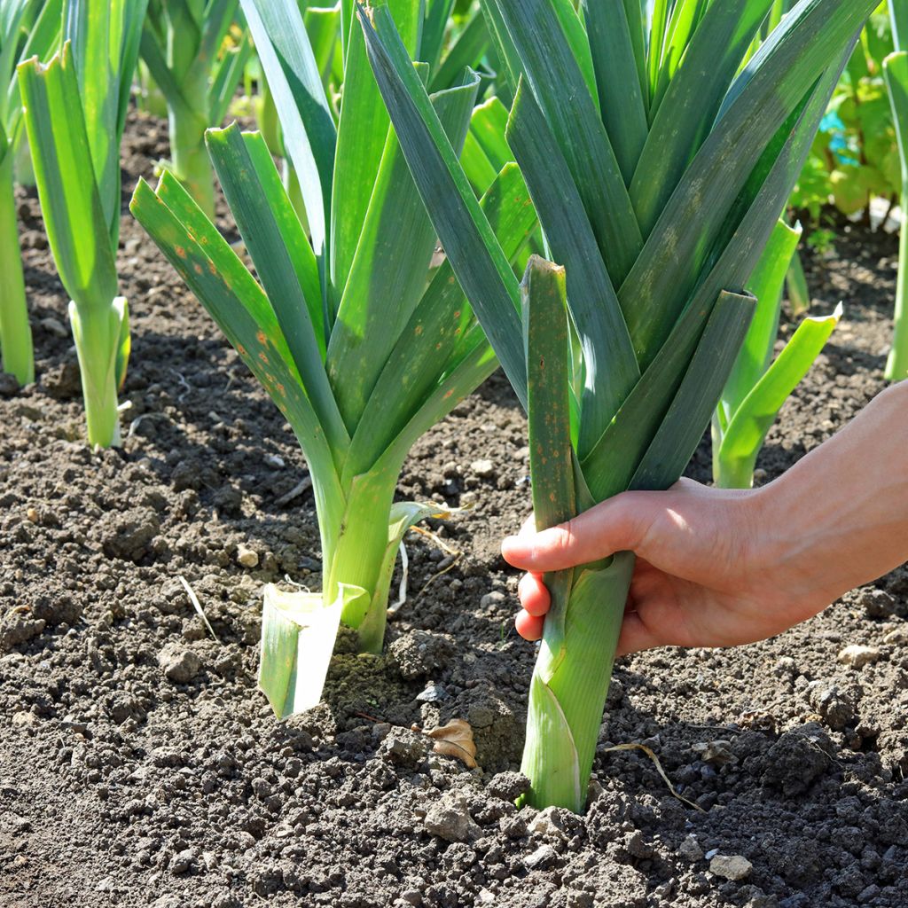 Leek Gros Long dEté 2 - Vilmorin Seeds