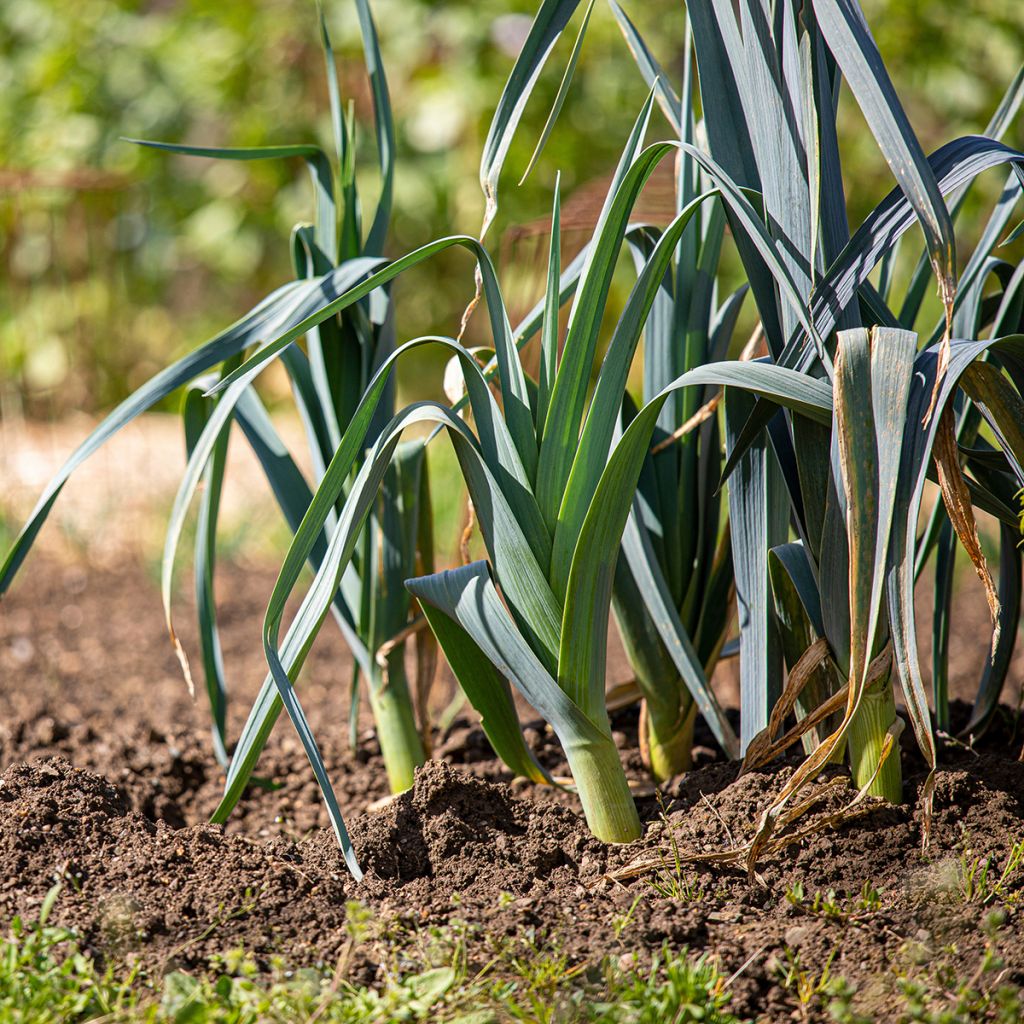 Leek De Saint Victor - Ferme de Sainte Marthe Seeds