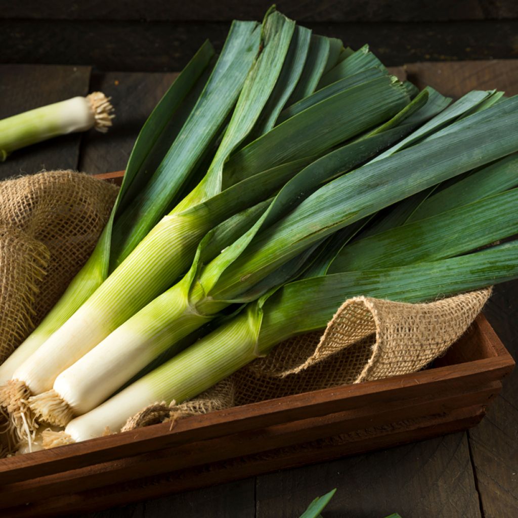 Leek Giant Winter organic seeds - Allium porrum