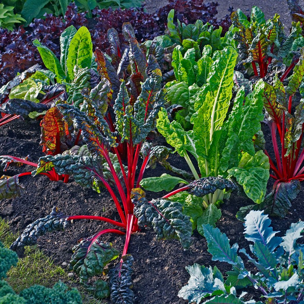 Bright Lights Swiss Chard - Beta vulgaris