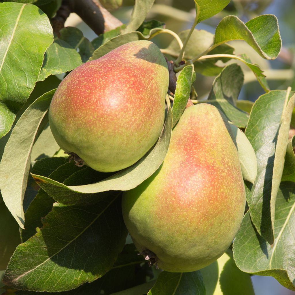 Pyrus communis Beurré Giffard - Pear Tree