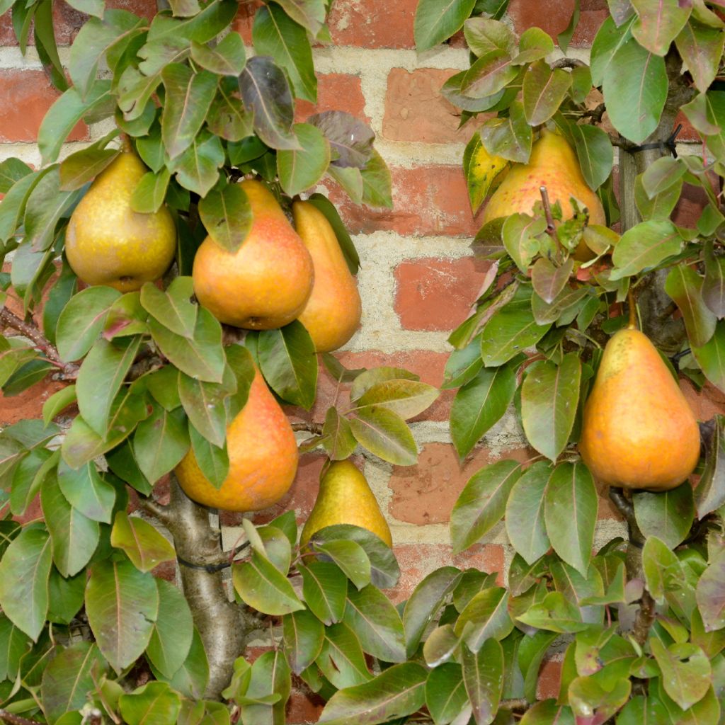 Pyrus communis Durondeau - Pear Tree