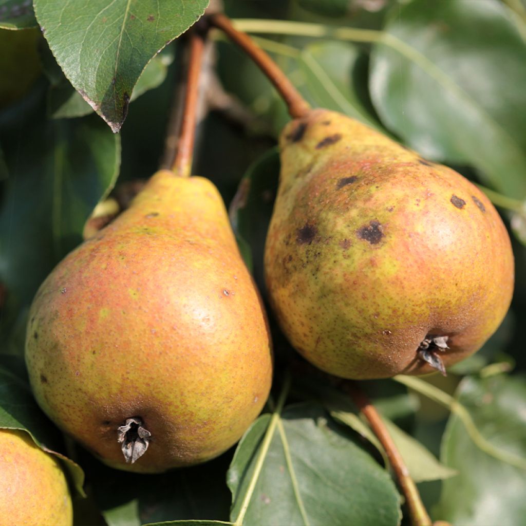 Poirier Poire de Fisée ou Poire de Fusée