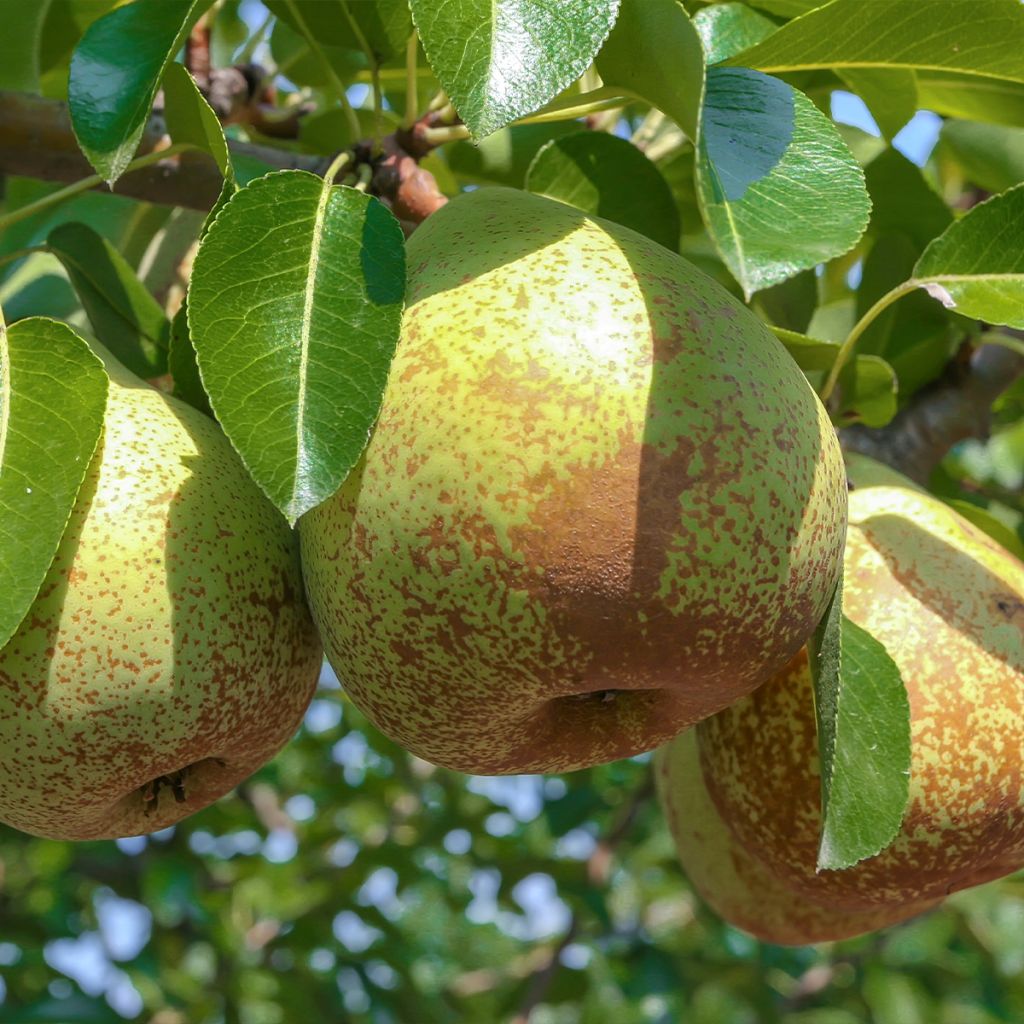 Pyrus communis Soldier Labourer - Pear Tree