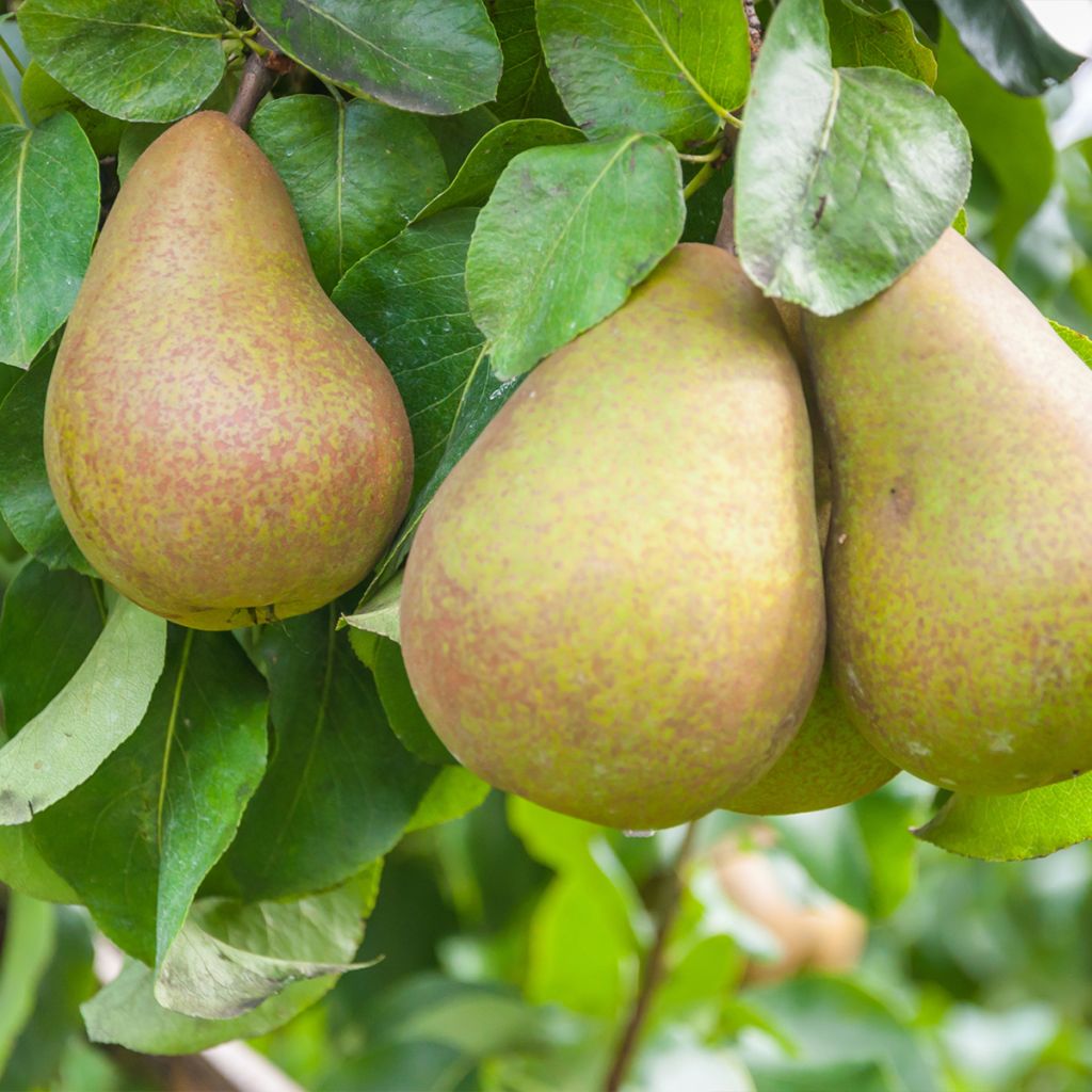 Pyrus communis Triomphe de Vienne - Pear Tree