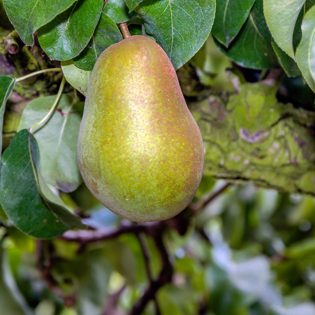 Pyrus communis Triomphe de Vienne - Pear Tree