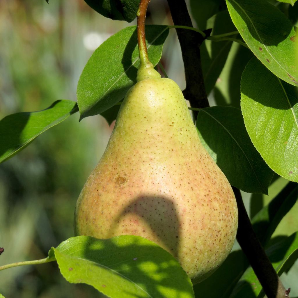 Pyrus communis Williams Bon Chrétien Pear Tree