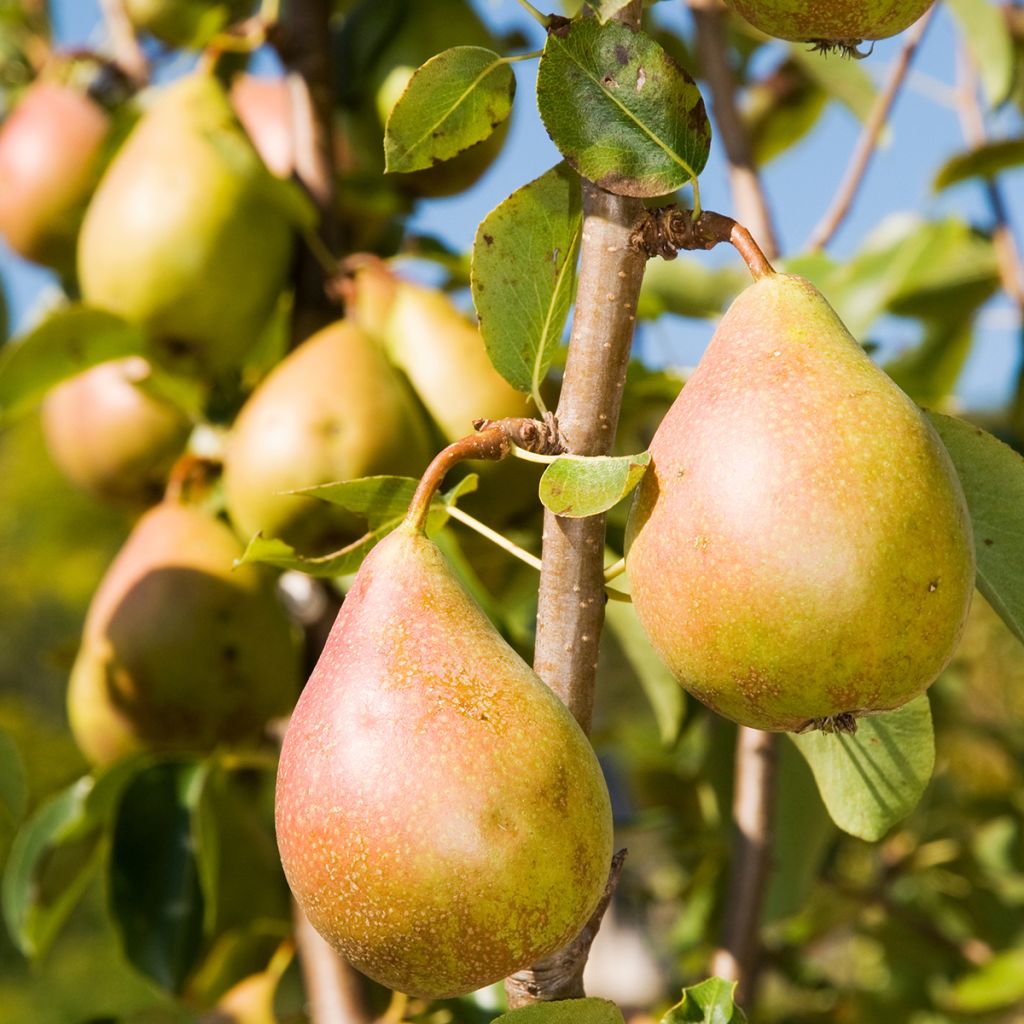 Pyrus communis Luisa - Common Pear