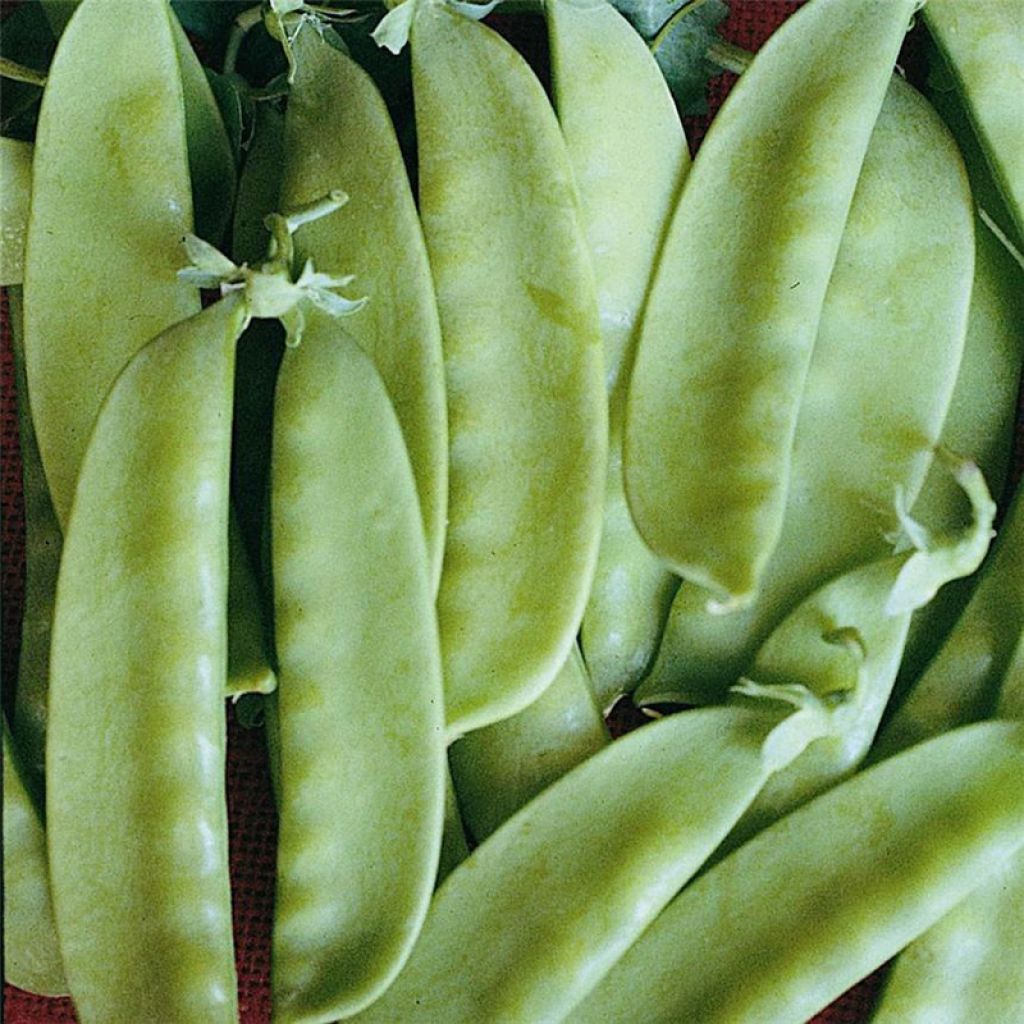 Mangetout Pea Caroubel - Ferme de Sainte Marthe untreated seeds