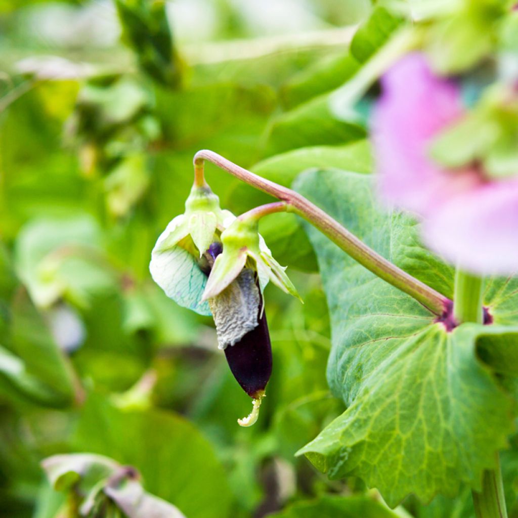 Pea Blauwschokker - Purple-podded