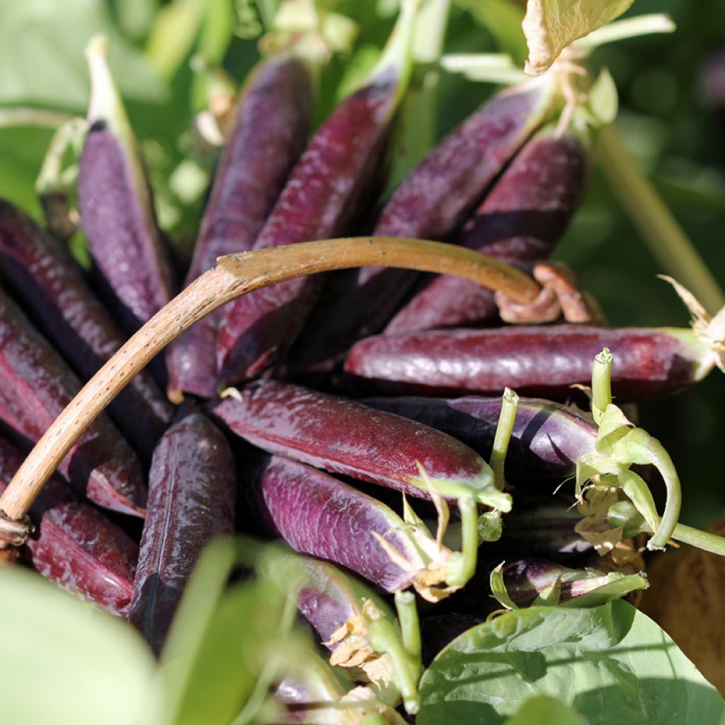 Pea Blauwschokker - Purple-podded