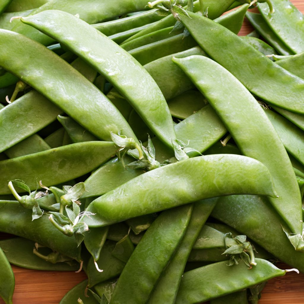 Mangetout Pea Heraut