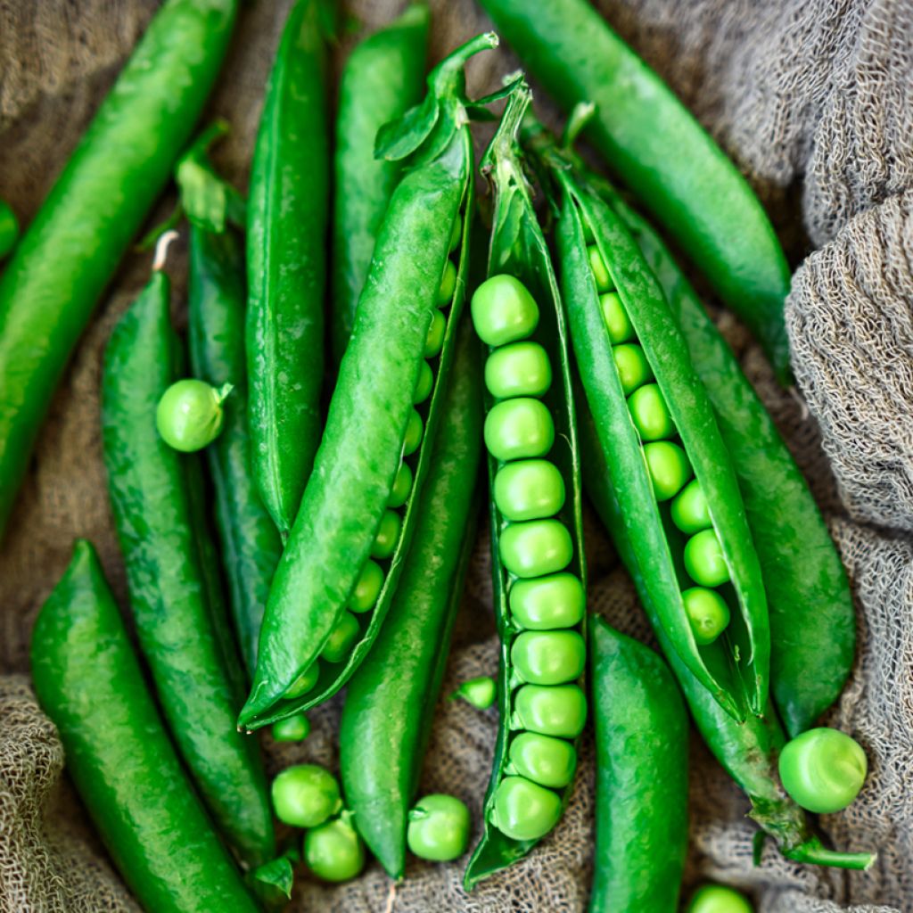 Pea Roi des Conserves