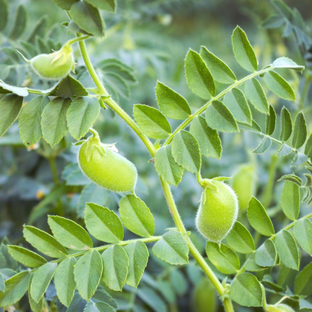 Chickpea organic seeds