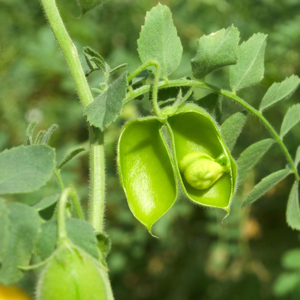 Chickpea organic seeds