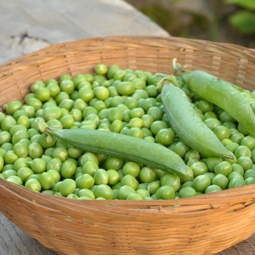 Dwarf Pea Douce Provence with round grain - Vilmorin seeds