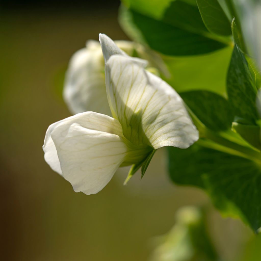 Dwarf Mangetout Pea Norli