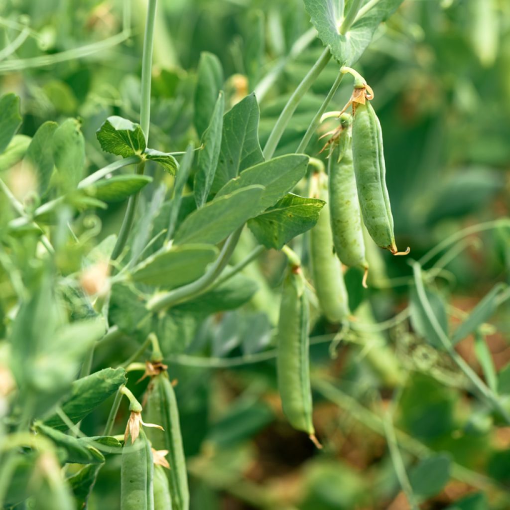 Dwarf Pea Petit Provençal - Vilmorin Seeds