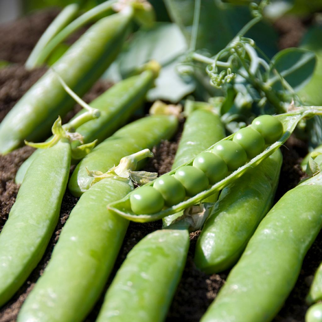 Pisum sativum Plein le panier