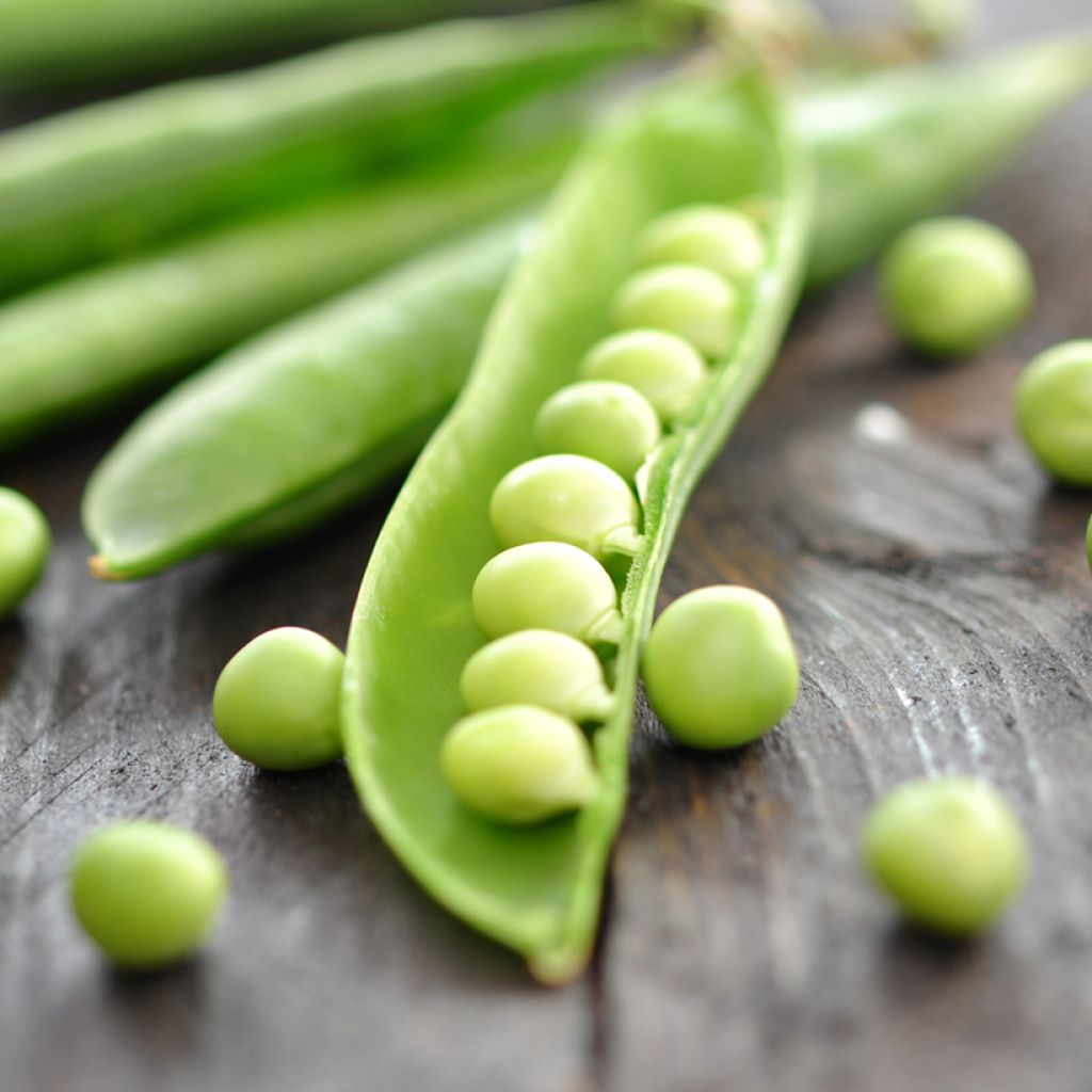Dwarf Early Pea Primavil