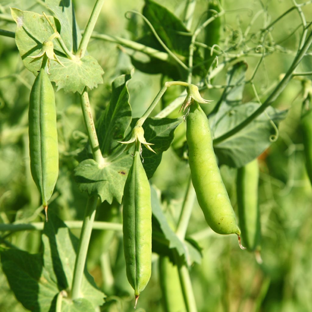 Twinkle Dwarf Pea