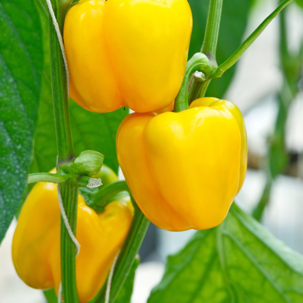 Pepper Afterglow Tenor plants - Capsicum annuum