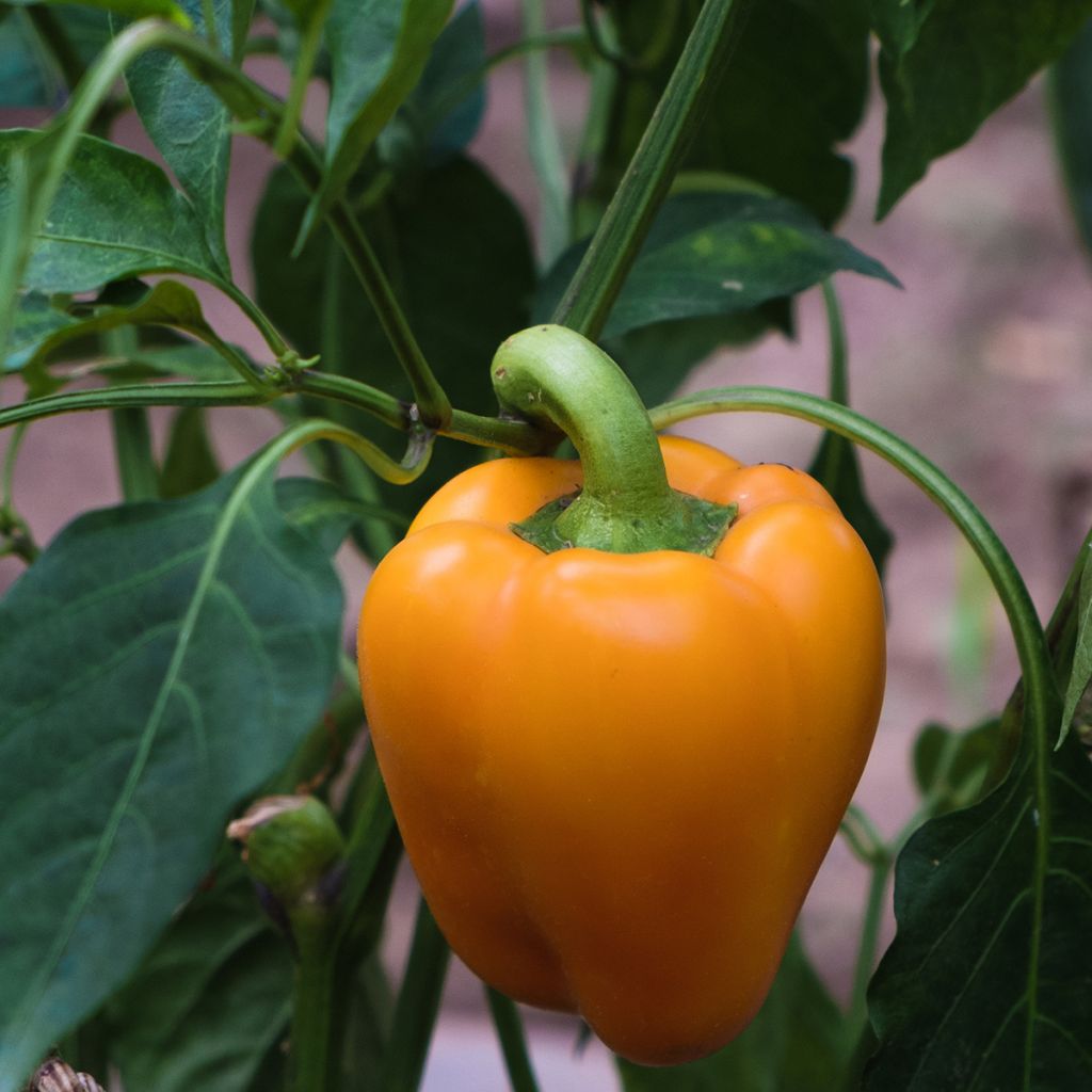 Sweet Pepper Milena F1